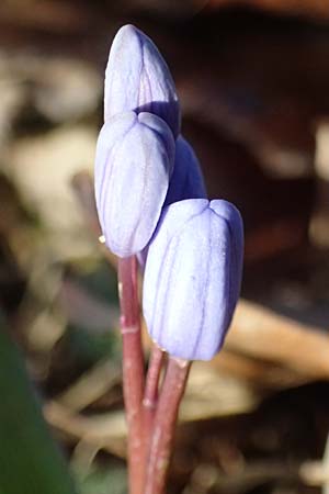 Scilla drunensis \ Traun-Blaustern / Traun Squill, A Weinviertel,  Göllersdorf-Wischathal 6.3.2024