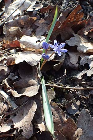 Scilla drunensis \ Traun-Blaustern / Traun Squill, A Weinviertel,  Göllersdorf-Wischathal 6.3.2024