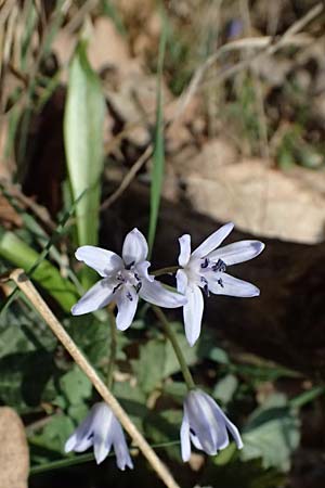 Scilla drunensis \ Traun-Blaustern / Traun Squill, A Weinviertel,  Göllersdorf-Wischathal 6.3.2024