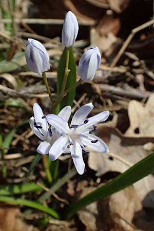 Scilla drunensis \ Traun-Blaustern / Traun Squill, A Weinviertel,  Göllersdorf-Wischathal 6.3.2024