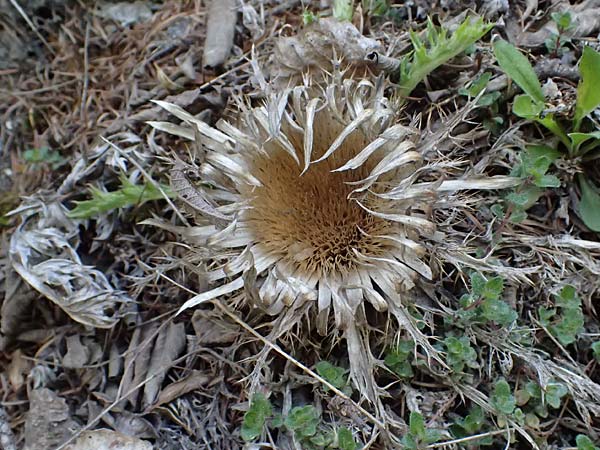 Carlina acaulis \ Silberdistel, Eberwurz / Stemless Carline Thistle, A Osttirol, Matrei 14.5.2025