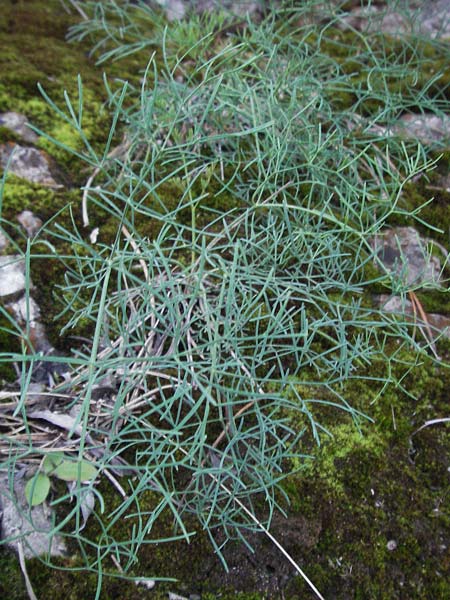 Seseli austriacum \ �sterreicher Bergfenchel, �sterreicher Sesel / Austrian Seseli, A Klaus 14.7.2007