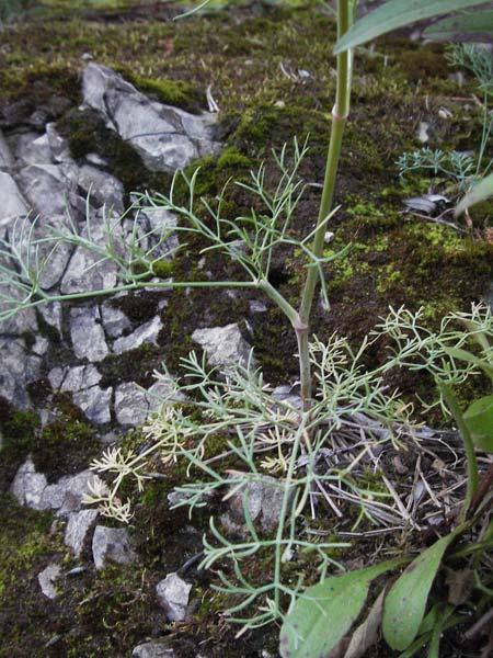 Seseli austriacum \ �sterreicher Bergfenchel, �sterreicher Sesel / Austrian Seseli, A Klaus 14.7.2007