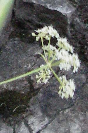 Seseli austriacum \ �sterreicher Bergfenchel, �sterreicher Sesel / Austrian Seseli, A Klaus 14.7.2007