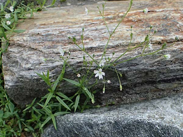Stellaria graminea \ Gras-Sternmiere, A Felbertal, Hintersee 4.7.2025