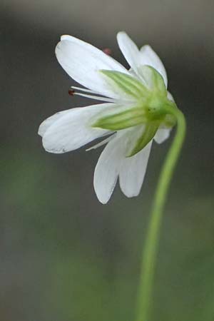 Stellaria graminea \ Gras-Sternmiere, A Felbertal, Hintersee 4.7.2025
