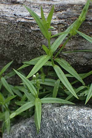 Stellaria graminea \ Gras-Sternmiere, A Felbertal, Hintersee 4.7.2025