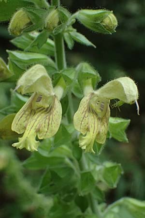 Salvia glutinosa \ Klebrige Salbei / Sticky Sage, A Kaprun 10.8.2025