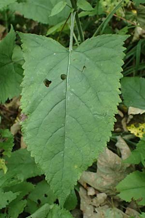 Salvia glutinosa \ Klebrige Salbei / Sticky Sage, A Kaprun 10.8.2025