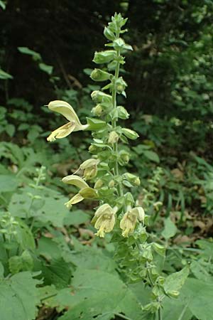 Salvia glutinosa \ Klebrige Salbei / Sticky Sage, A Kaprun 10.8.2025