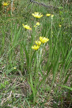 Scorzonera humilis \ Kleine Schwarzwurzel, A Reutte 25.5.2008