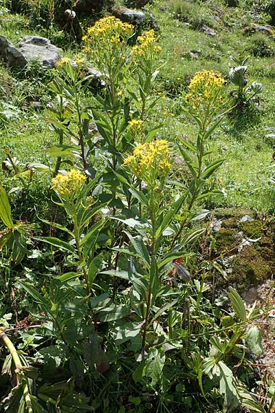 Senecio hercynicus \ Hain-Greiskraut, Harz-Greiskraut / Mountain Woundwort, A Niedere Tauern, S&ouml;lk-Pass 26.7.2021