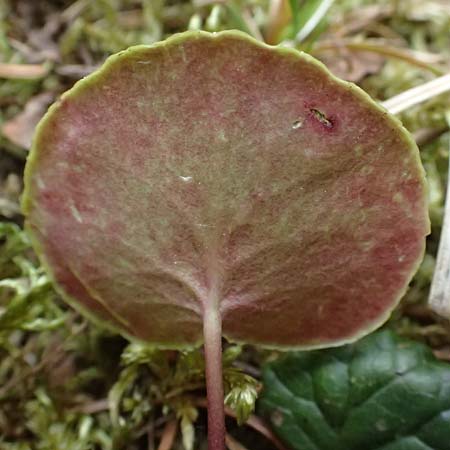 Soldanella major \ Ungarn-Soldanelle, Gro&szlig;e Soldanelle / Large Snowbell, A Kirchberg am Wechsel 12.5.2025