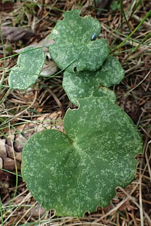 Soldanella major \ Ungarn-Soldanelle, Gro&szlig;e Soldanelle / Large Snowbell, A Kirchberg am Wechsel 12.5.2025