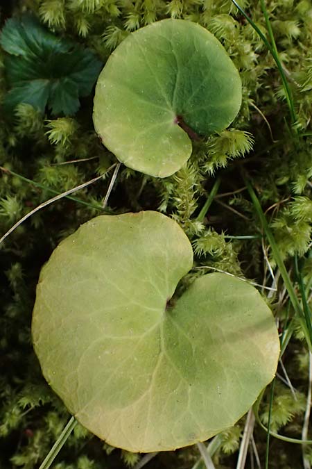 Soldanella major \ Ungarn-Soldanelle, Gro&szlig;e Soldanelle / Large Snowbell, A Kirchberg am Wechsel 12.5.2025