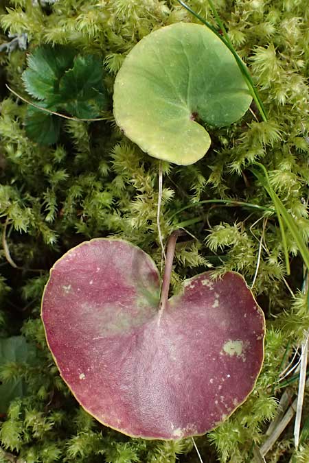 Soldanella major \ Ungarn-Soldanelle, Gro&szlig;e Soldanelle / Large Snowbell, A Kirchberg am Wechsel 12.5.2025