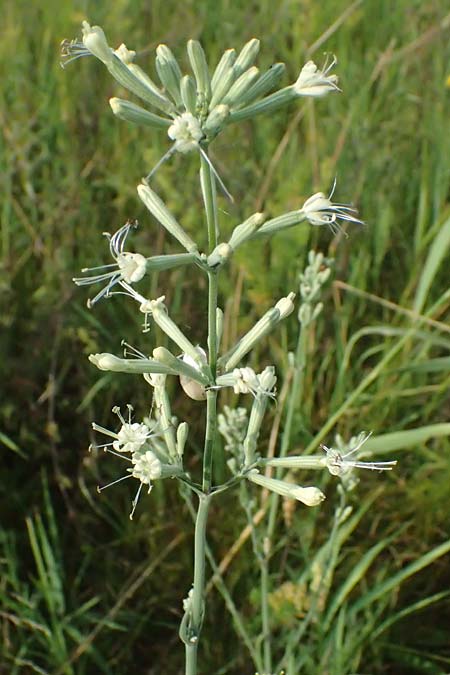 Silene multiflora \ Vielbl�tige Lichtnelke / Many-Flowered Catchfly, A Seewinkel, Podersdorf 12.7.2013