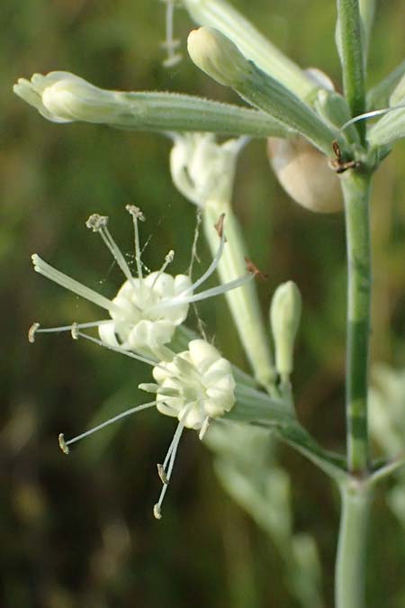 Silene multiflora \ Vielbl�tige Lichtnelke / Many-Flowered Catchfly, A Seewinkel, Podersdorf 12.7.2013