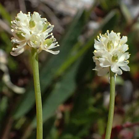 Tofieldia pusilla \ Kleine Simsenlilie / Scottish Asphodel, A Bad Gastein 29.6.2025