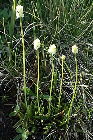 Tofieldia pusilla \ Kleine Simsenlilie / Scottish Asphodel, A Bad Gastein 29.6.2025