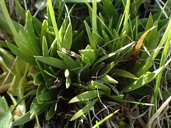Tofieldia pusilla \ Kleine Simsenlilie / Scottish Asphodel, A Bad Gastein 29.6.2025
