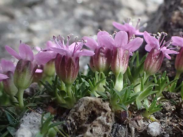 Silene acaulis \ St&auml;ngelloses Leimkraut, Kalk-Polsternelke / Moss Campion, A Gro&szlig;glockner 11.8.2025