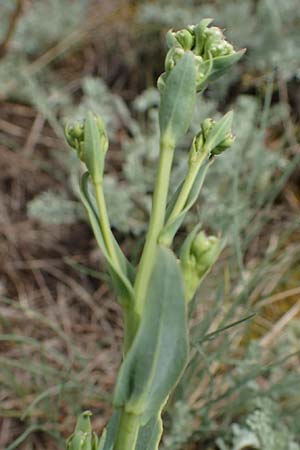 Lepidium cartilagineum \ Salz-Kresse / Salt Cress, A Seewinkel, Apetlon 9.5.2012