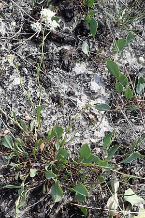 Lepidium cartilagineum \ Salz-Kresse / Salt Cress, A Seewinkel, Apetlon 9.5.2012
