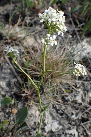 Lepidium cartilagineum \ Salz-Kresse / Salt Cress, A Seewinkel, Apetlon 9.5.2012