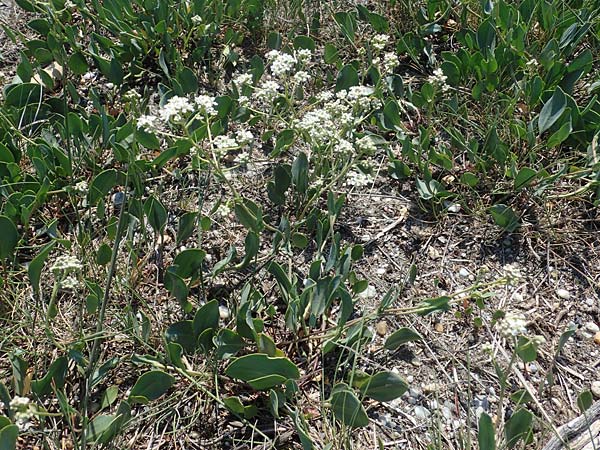 Lepidium cartilagineum \ Salz-Kresse / Salt Cress, A Seewinkel, Illmitz 10.5.2012