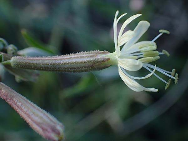 Silene multiflora \ Vielbl�tige Lichtnelke / Many-Flowered Catchfly, A Seewinkel, Podersdorf 20.9.2012