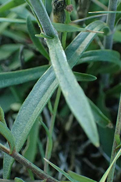 Silene multiflora \ Vielbl�tige Lichtnelke / Many-Flowered Catchfly, A Seewinkel, Podersdorf 20.9.2012