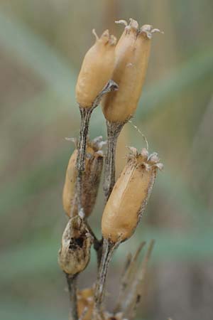 Silene multiflora \ Vielbl�tige Lichtnelke / Many-Flowered Catchfly, A Seewinkel, Apetlon 26.9.2022