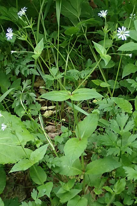Stellaria montana \ Stachelsamige Wald-Sternmiere, A Fronleiten 13.5.2025