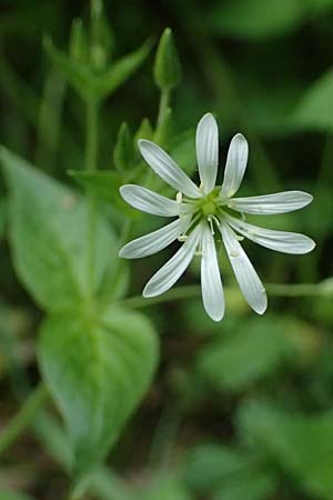 Stellaria montana \ Stachelsamige Wald-Sternmiere, A Fronleiten 13.5.2025