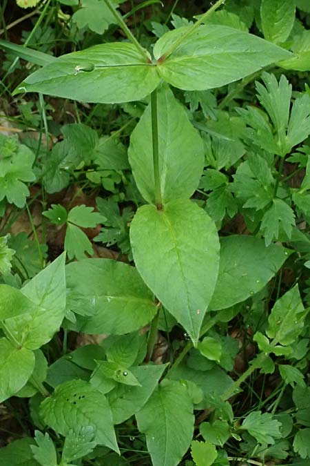 Stellaria montana \ Stachelsamige Wald-Sternmiere, A Fronleiten 13.5.2025