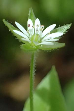 Stellaria media \ Vogelmiere / Common Chickweed, A St. Martin im Sulmtal 13.5.2025