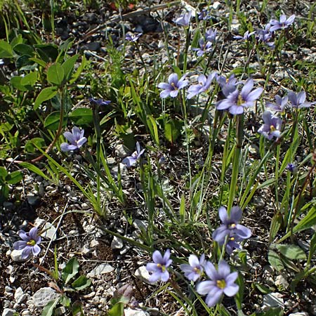 Sisyrinchium montanum \ Berg-Binsenlilie / Strict Eyed Grass, A St. Gilgen 14.5.2025