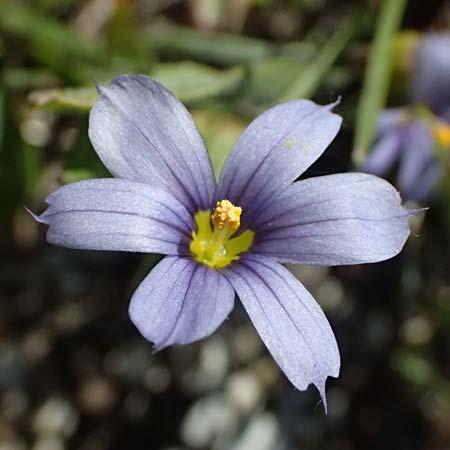Sisyrinchium montanum \ Berg-Binsenlilie / Strict Eyed Grass, A St. Gilgen 14.5.2025