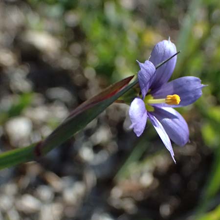 Sisyrinchium montanum \ Berg-Binsenlilie / Strict Eyed Grass, A St. Gilgen 14.5.2025