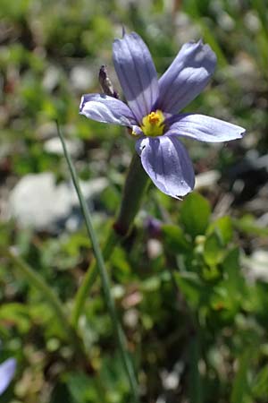 Sisyrinchium montanum \ Berg-Binsenlilie / Strict Eyed Grass, A St. Gilgen 14.5.2025