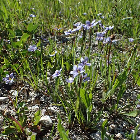 Sisyrinchium montanum \ Berg-Binsenlilie / Strict Eyed Grass, A St. Gilgen 14.5.2025