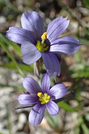 Sisyrinchium montanum \ Berg-Binsenlilie / Strict Eyed Grass, A St. Gilgen 14.5.2025