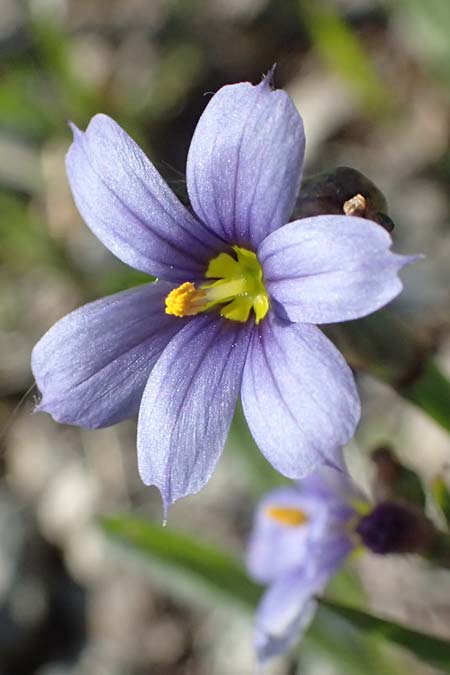 Sisyrinchium montanum \ Berg-Binsenlilie / Strict Eyed Grass, A St. Gilgen 14.5.2025
