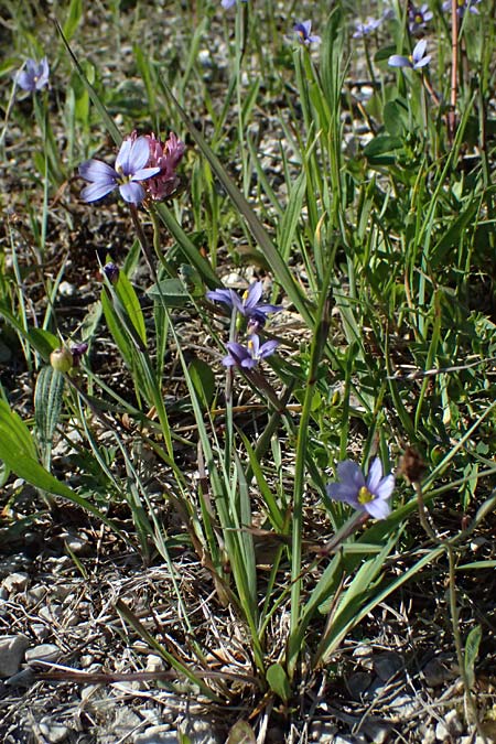 Sisyrinchium montanum \ Berg-Binsenlilie / Strict Eyed Grass, A St. Gilgen 14.5.2025