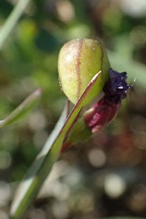 Sisyrinchium montanum \ Berg-Binsenlilie / Strict Eyed Grass, A St. Gilgen 14.5.2025