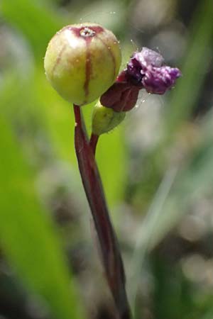Sisyrinchium montanum \ Berg-Binsenlilie / Strict Eyed Grass, A St. Gilgen 14.5.2025