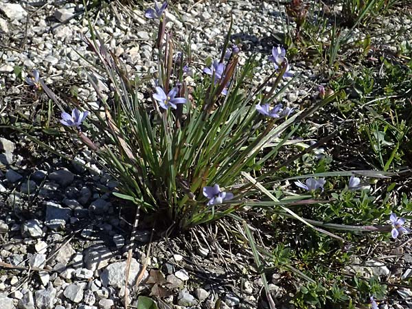 Sisyrinchium montanum \ Berg-Binsenlilie / Strict Eyed Grass, A St. Gilgen 14.5.2025