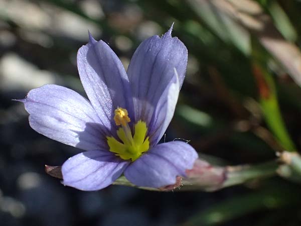 Sisyrinchium montanum \ Berg-Binsenlilie / Strict Eyed Grass, A St. Gilgen 14.5.2025