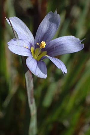 Sisyrinchium montanum \ Berg-Binsenlilie / Strict Eyed Grass, A St. Gilgen 14.5.2025